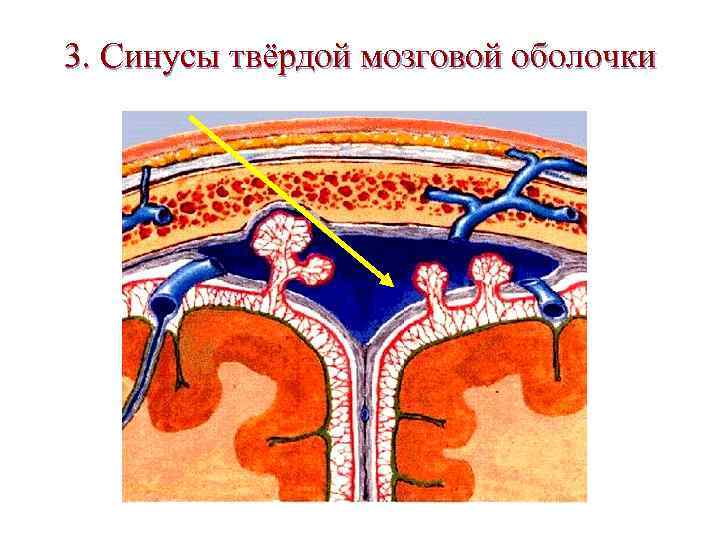 Синусы вен. Вены твердой оболочки головного мозга. Вены твердой мозговой оболочки. Сосуды оболочек головного мозга. Вена мозговых оболочек.