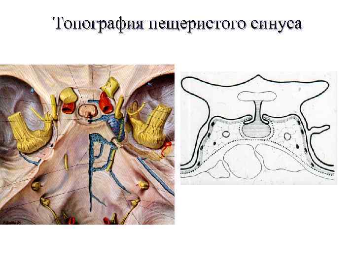 Топография пещеристого синуса 