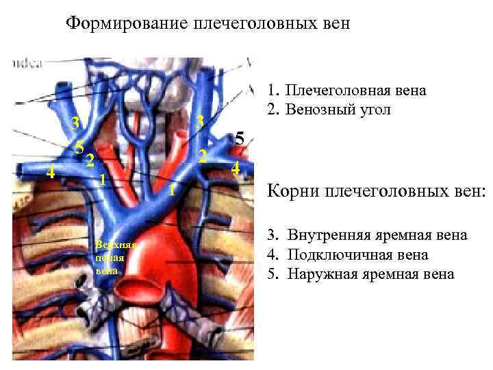 Формирование плечеголовных вен 3 5 4 3 2 2 1 Верхняя полая вена 1