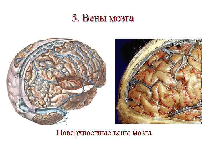 Венечная борозда головки фото