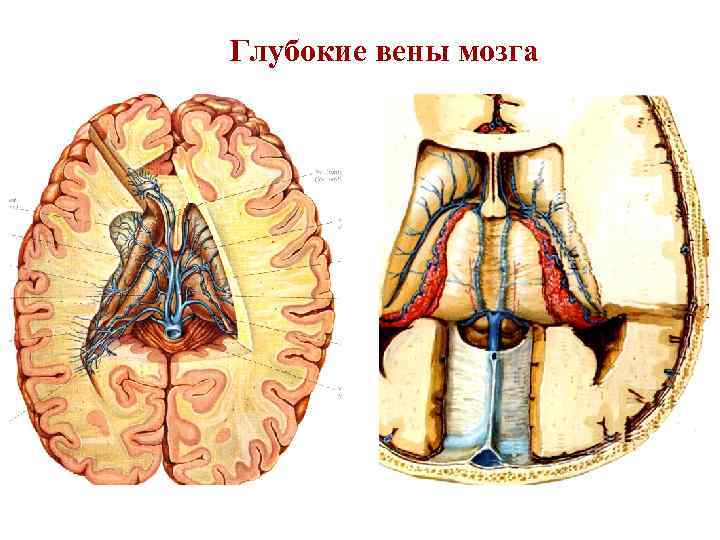 Венечная борозда головки фото