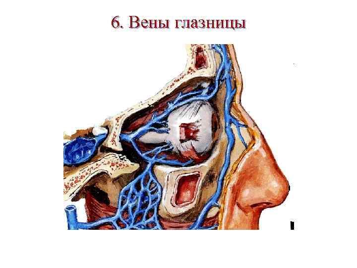 Венозный отток глазницы