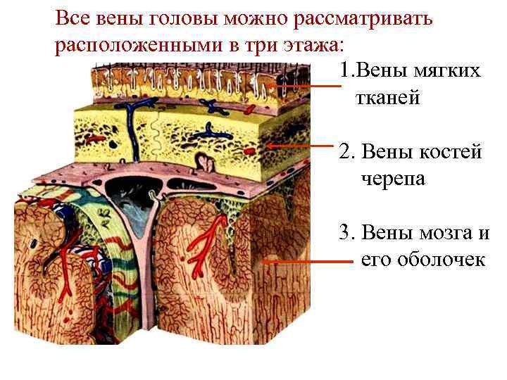 Все вены головы можно рассматривать расположенными в три этажа: 1. Вены мягких тканей 2.