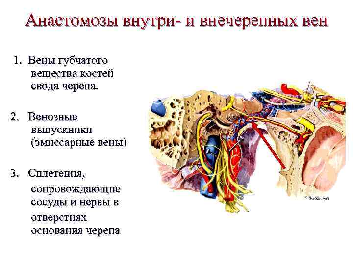 Стенозирующий атеросклероз внечерепных отделов