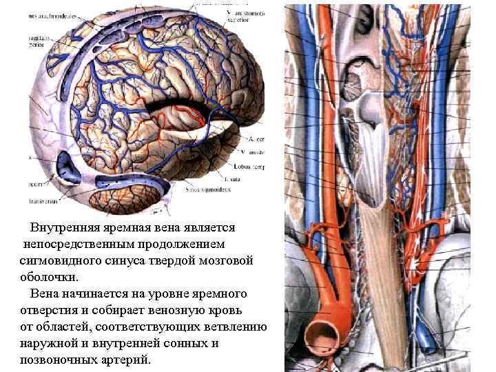 Внутренняя яремная вена является непосредственным продолжением сигмовидного синуса твердой мозговой оболочки. Вена начинается на