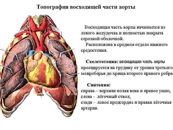 Топография восходящей части аорты Восходящая часть аорты начинается из левого желудочка и полностью покрыта