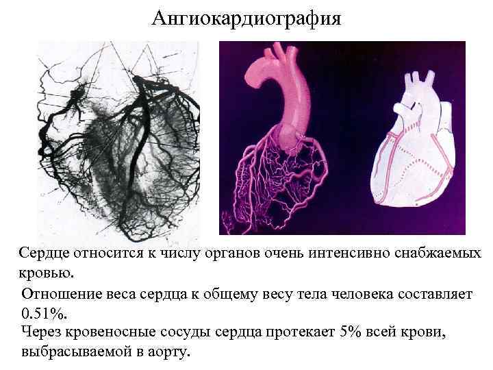 Ангиокардиография Сердце относится к числу органов очень интенсивно снабжаемых кровью. Отношение веса сердца к