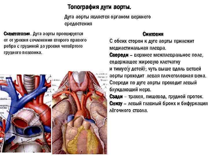 Топография дуги аорты. Дуга аорты является органом верхнего средостения Скелетотопия. Дуга аорты проецируется от