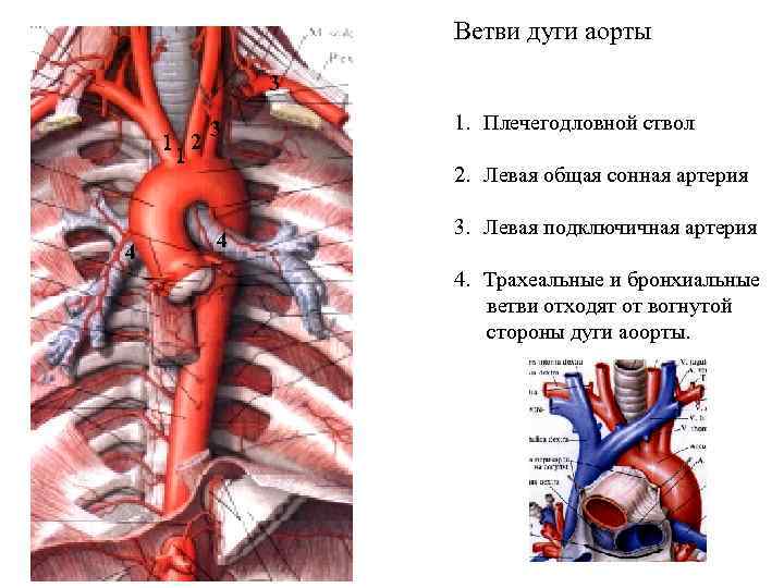 Ветви дуги аорты анатомия схема