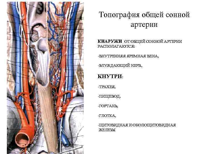 Топография общей сонной артерии КНАРУЖИ ОТ ОБЩЕЙ СОННОЙ АРТЕРИИ РАСПОЛАГАЮТСЯ: -ВНУТРЕННЯЯ ЯРЕМНАЯ ВЕНА, -БЛУЖДАЮЩИЙ