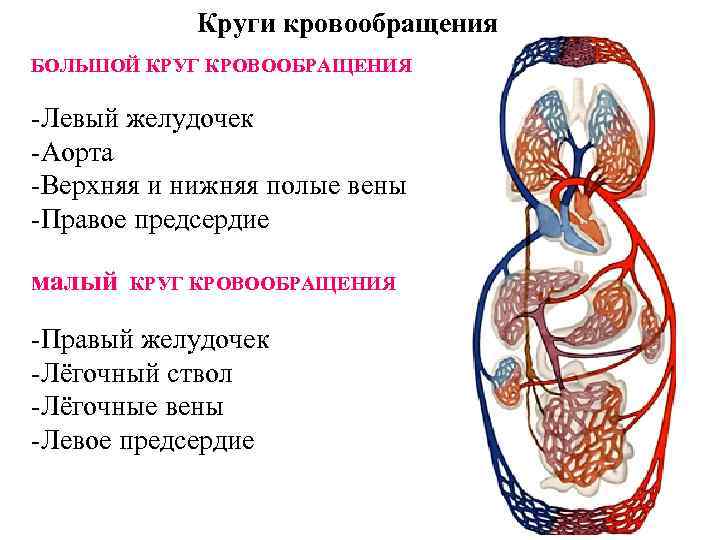 Круги кровообращения человека рисунок