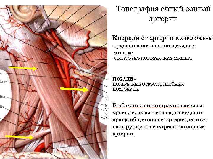 Топография общей сонной артерии Кпереди от артерии РАСПОЛОЖЕНЫ: -грудино-ключично-сосцевидная мышца; -ЛОПАТОЧНО-ПОДЪЯЗЫЧНАЯ МЫШЦА, ПОЗАДИ ПОПЕРЕЧНЫЕ