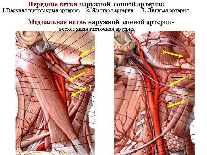 Передние ветви наружной сонной артерии: 1. Верхняя щитовидная артерия. 2. Язычная артерия 3. Лицевая