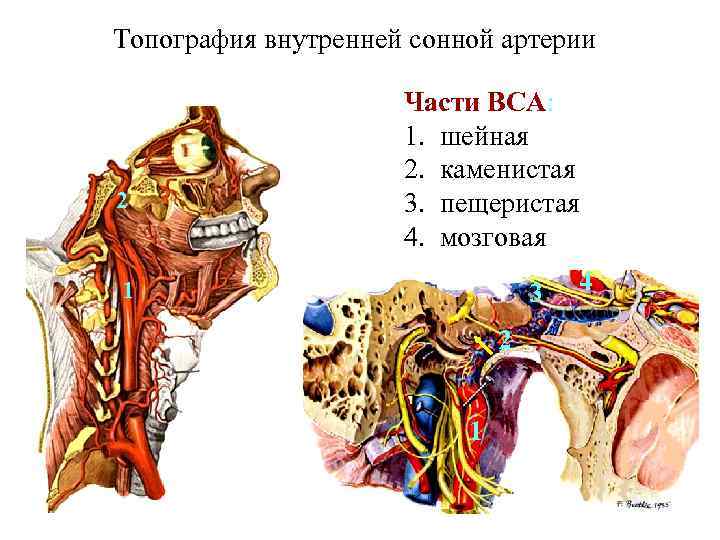 Сонная артерия на картинке