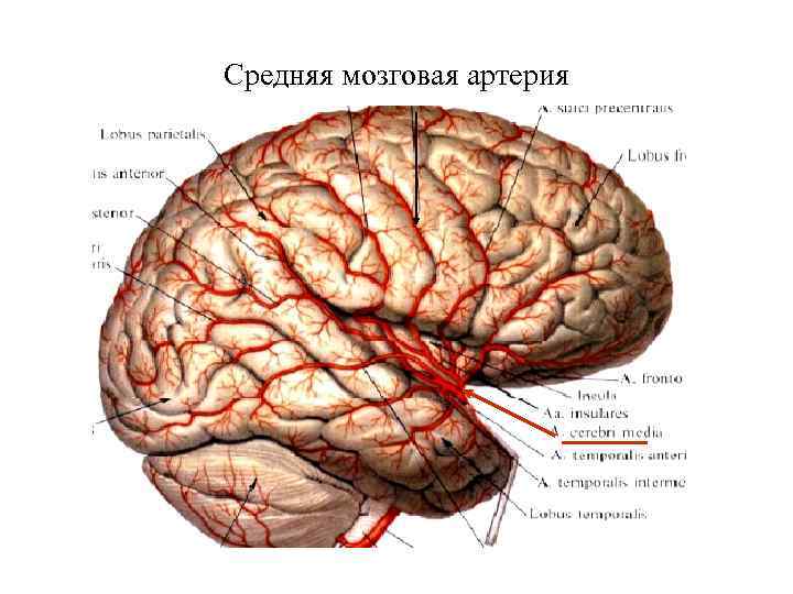 Средняя мозговая артерия 