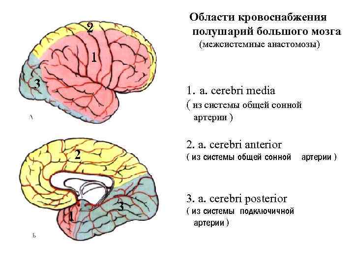 Картинки для развития 2 полушарий мозга