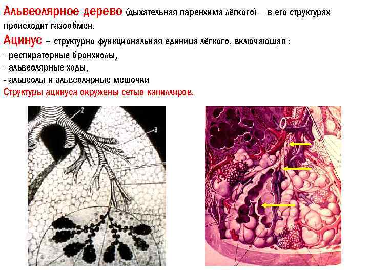 Альвеолярное дерево (дыхательная паренхима лёгкого) – в его структурах происходит газообмен. Ацинус – структурно-функциональная