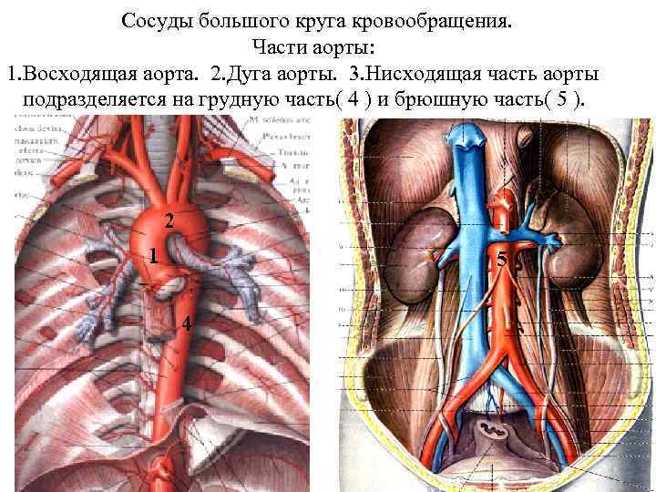 Сосуды большого круга кровообращения. Части аорты: 1. Восходящая аорта. 2. Дуга аорты. 3. Нисходящая