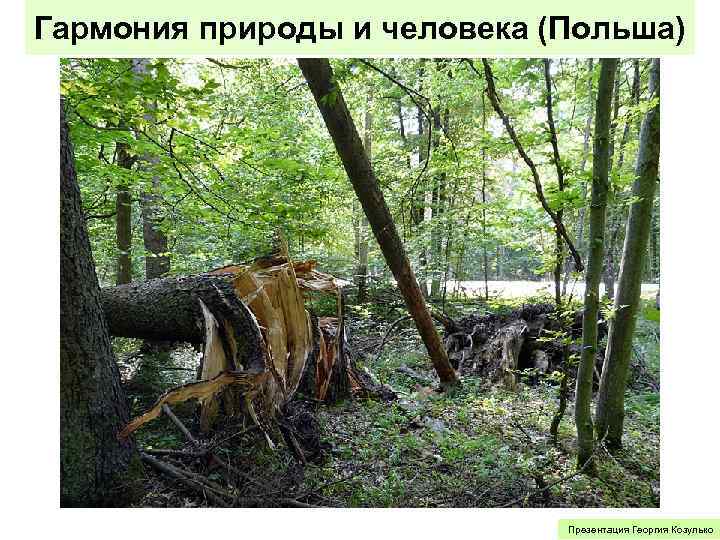 Гармония природы и человека (Польша) Презентация Георгия Козулько 