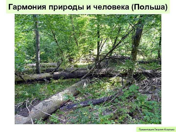 Гармония природы и человека (Польша) Презентация Георгия Козулько 