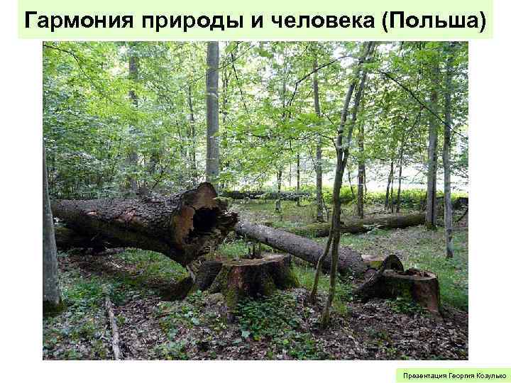 Гармония природы и человека (Польша) Презентация Георгия Козулько 