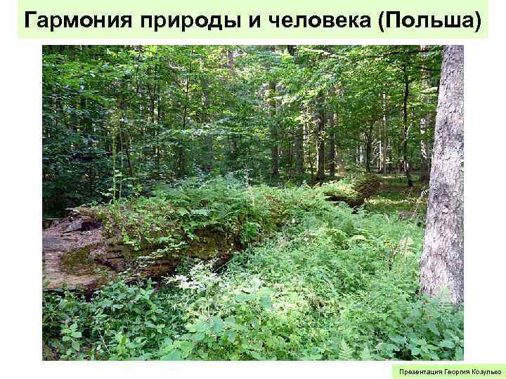 Гармония природы и человека (Польша) Презентация Георгия Козулько 