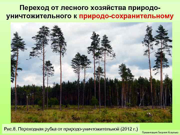 Переход от лесного хозяйства природоуничтожительного к природо-сохранительному Рис. 8. Переходная рубка от природо-уничтожительной (2012