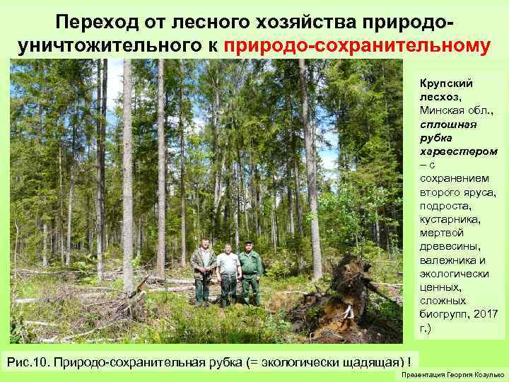 Переход от лесного хозяйства природоуничтожительного к природо-сохранительному Крупский лесхоз, Минская обл. , сплошная рубка