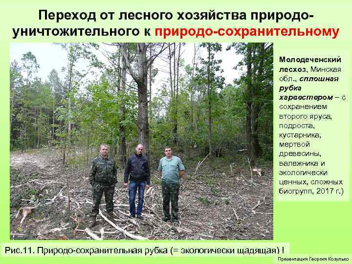 Переход от лесного хозяйства природоуничтожительного к природо-сохранительному Молодеченский лесхоз, Минская обл. , сплошная рубка