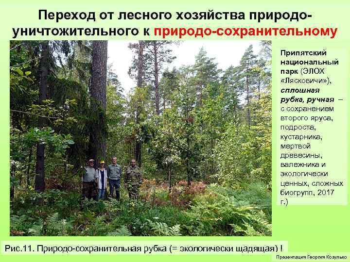 Переход от лесного хозяйства природоуничтожительного к природо-сохранительному Припятский национальный парк (ЭЛОХ «Лясковичи» ), сплошная