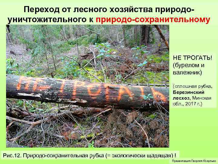 Переход от лесного хозяйства природоуничтожительного к природо-сохранительному НЕ ТРОГАТЬ! (бурелом и валежник) (сплошная рубка,