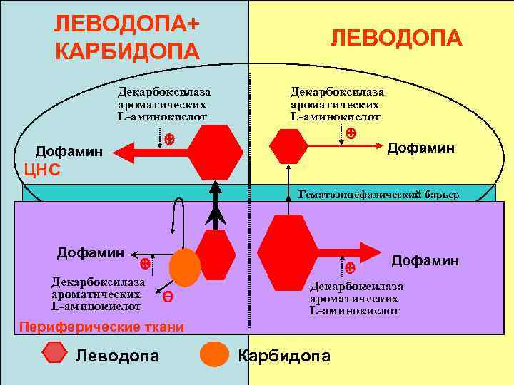 ЛЕВОДОПА+ КАРБИДОПА Декарбоксилаза ароматических L-аминокислот ЛЕВОДОПА Декарбоксилаза ароматических L-аминокислот Дофамин ЦНС Гематоэнцефалический барьер Дофамин