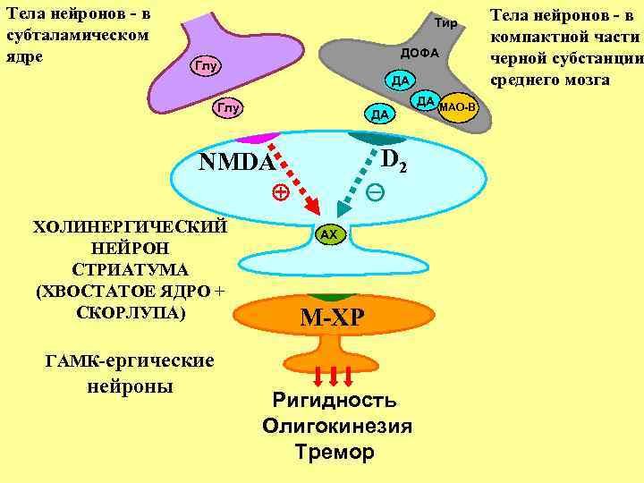 Тела нейронов - в субталамическом ядре Тир ДОФА Глу ДА ДА Глу ДА D