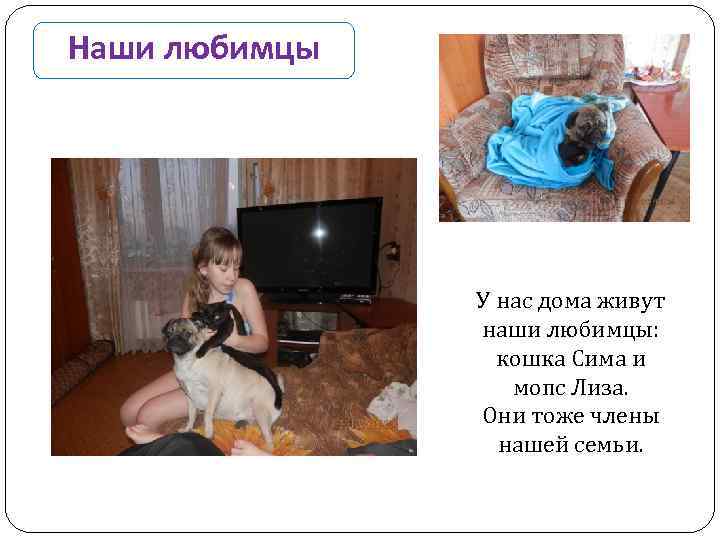 Наши любимцы У нас дома живут наши любимцы: кошка Сима и мопс Лиза. Они