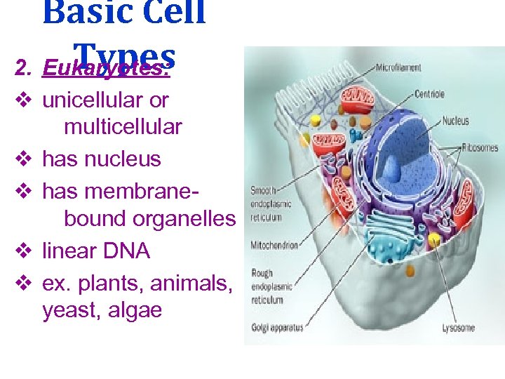 Basic Cell Types 2. Eukaryotes: v unicellular or multicellular v has nucleus v has