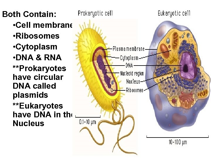 Both Contain: • Cell membrane • Ribosomes • Cytoplasm • DNA & RNA **Prokaryotes