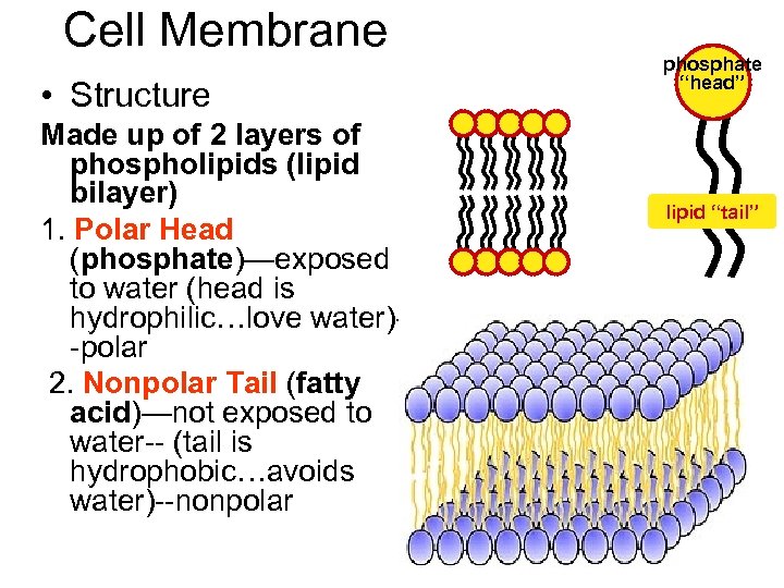 Cell Membrane • Structure Made up of 2 layers of phospholipids (lipid bilayer) 1.