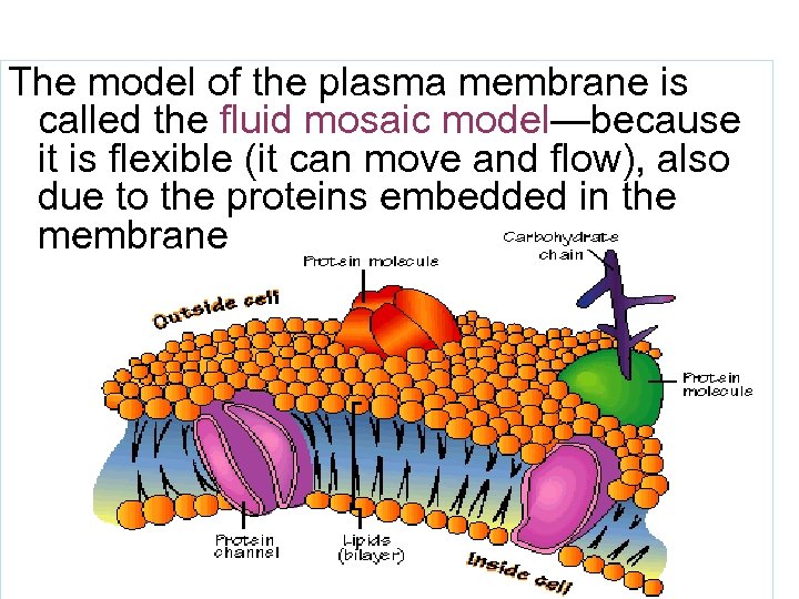 The model of the plasma membrane is called the fluid mosaic model—because it is