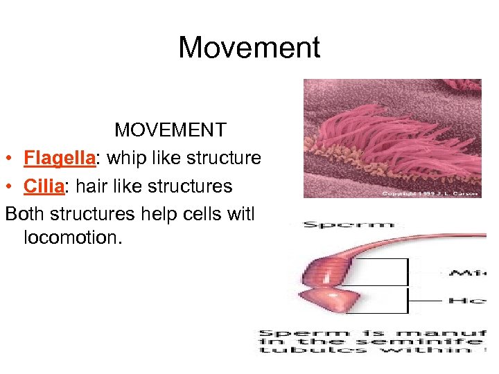 Movement MOVEMENT • Flagella: whip like structure • Cilia: hair like structures Both structures