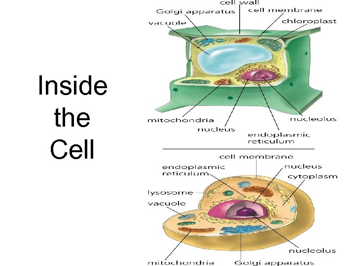 Inside the Cell 