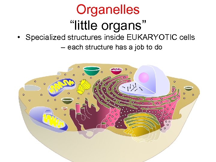 Organelles “little organs” • Specialized structures inside EUKARYOTIC cells – each structure has a