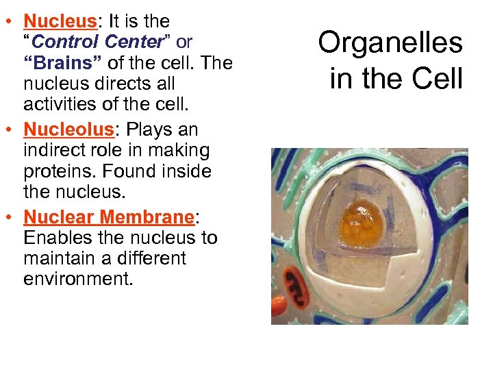  • Nucleus: It is the “Control Center” or “Brains” of the cell. The