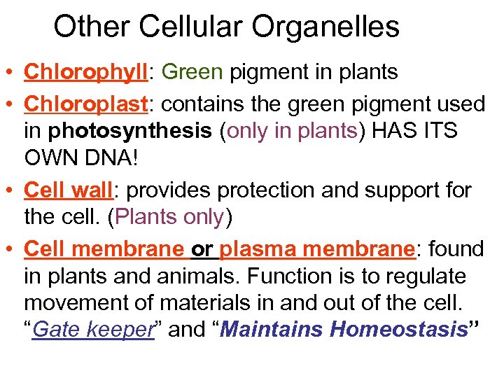 Other Cellular Organelles • Chlorophyll: Green pigment in plants • Chloroplast: contains the green