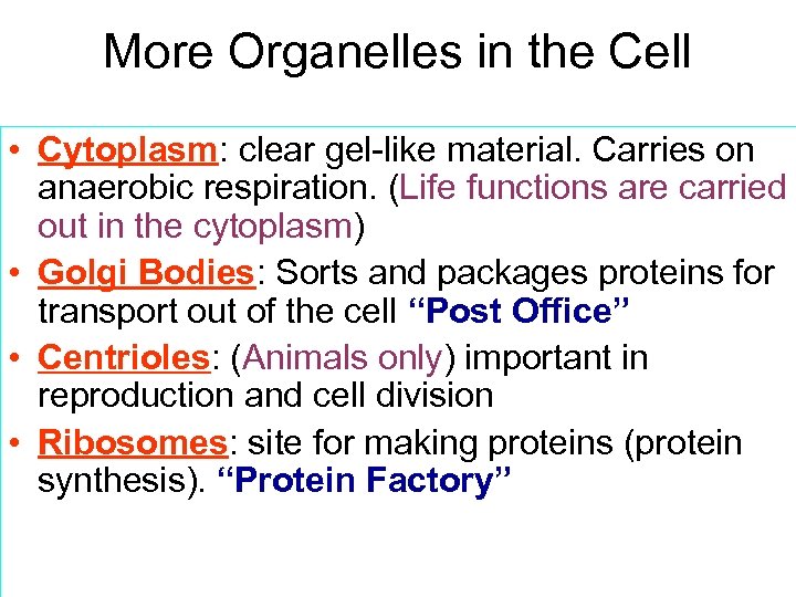 More Organelles in the Cell • Cytoplasm: clear gel-like material. Carries on anaerobic respiration.