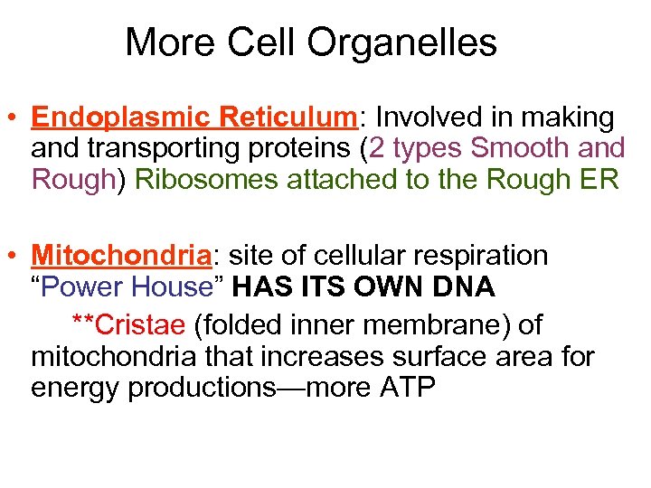 More Cell Organelles • Endoplasmic Reticulum: Involved in making and transporting proteins (2 types