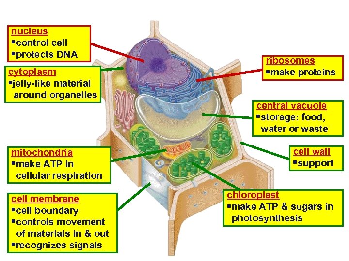 nucleus control cell protects DNA cytoplasm jelly-like material around organelles mitochondria make ATP in