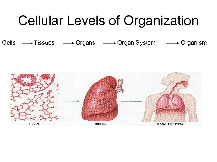 Cellular Levels of Organization Cells Tissues Organ System Organism 