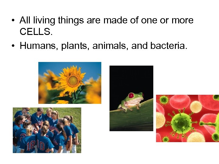  • All living things are made of one or more CELLS. • Humans,