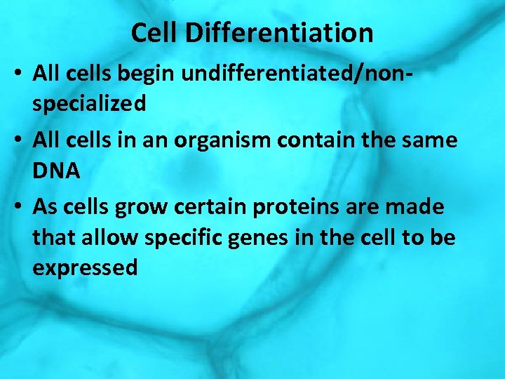 Cell Differentiation • All cells begin undifferentiated/nonspecialized • All cells in an organism contain