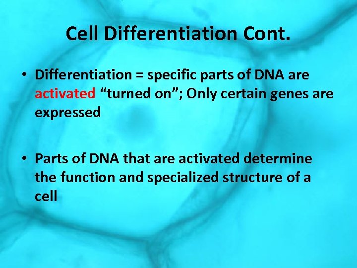 Cell Differentiation Cont. • Differentiation = specific parts of DNA are activated “turned on”;